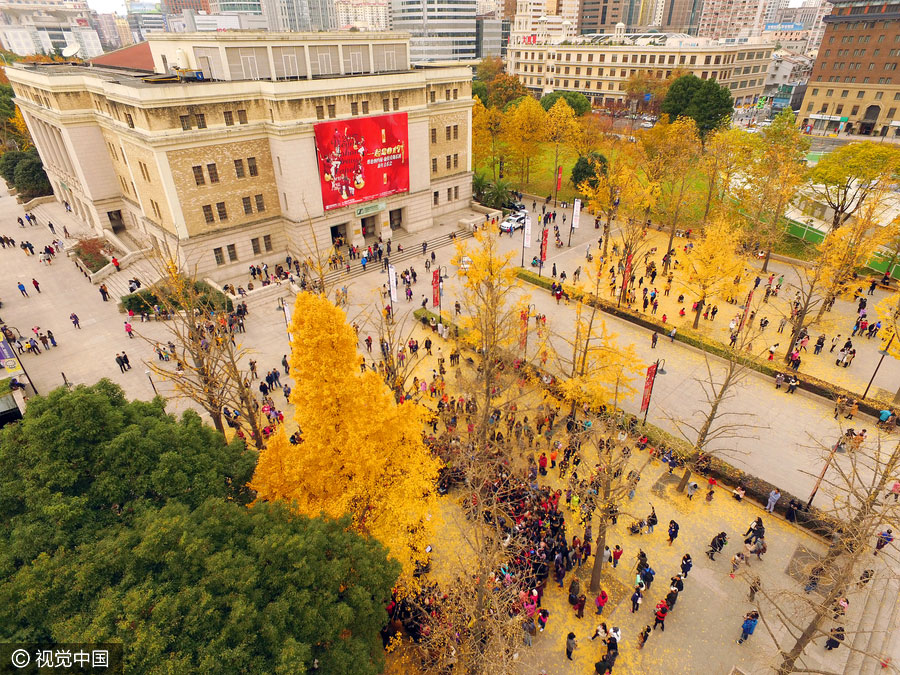 Golden foliage steals the show at Shanghai music carnival