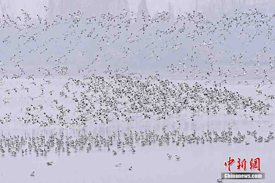 Migratory birds gather in Hunan