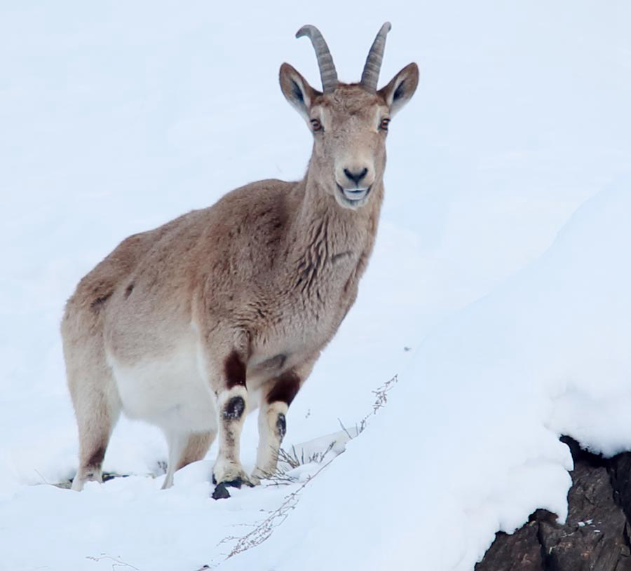 Ibex spotting in China's Xinjiang