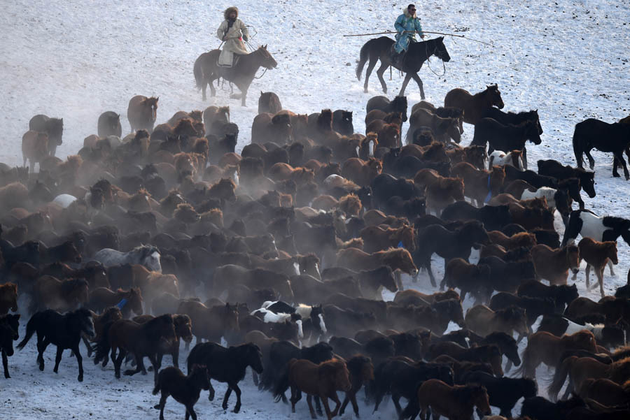 Herdsmen lasso horses in N China's Inner Mongolia