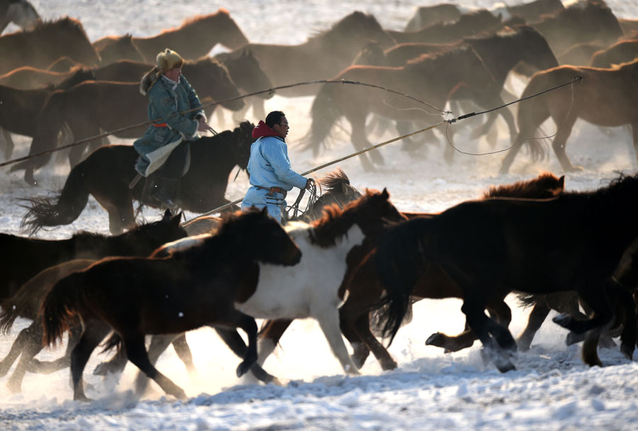 Herdsmen lasso horses in N China's Inner Mongolia