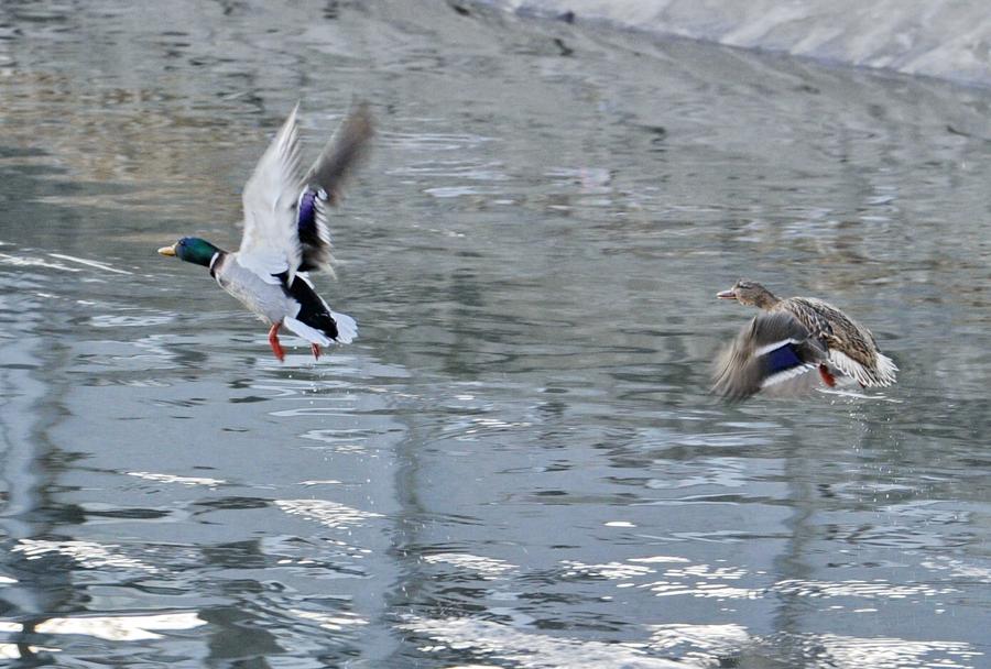 Water birds seen at Lalu wetland in Lhasa