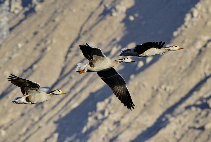Water birds seen at Lalu wetland in Lhasa
