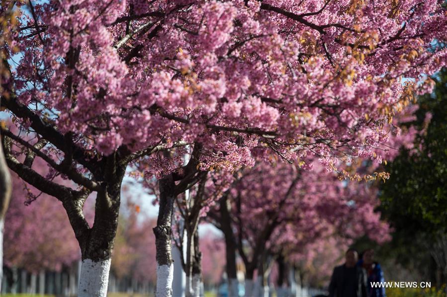 Scenery of winter cherry blossoms in China's Kunming
