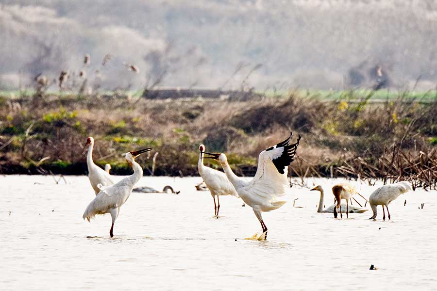 Hundreds of white cranes spend winter in Poyang Lake area