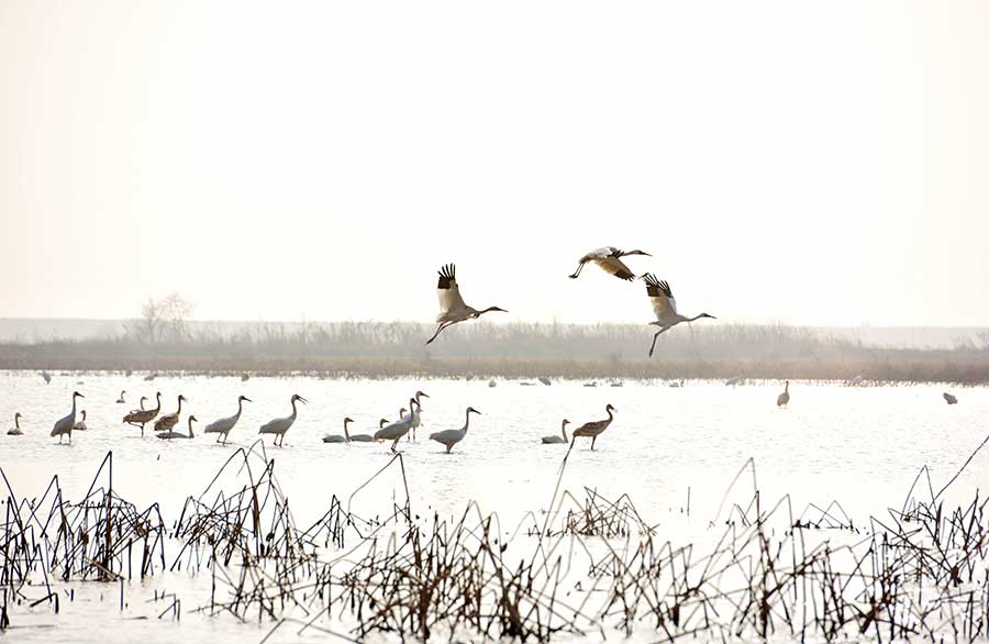 Hundreds of white cranes spend winter in Poyang Lake area