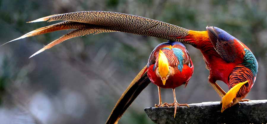 Golden pheasants seen in Central China