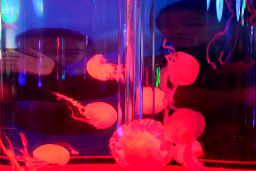 Jellyfish the latest museum draw in Hangzhou