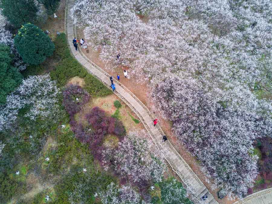 Plum blossoms seen in Hangzhou