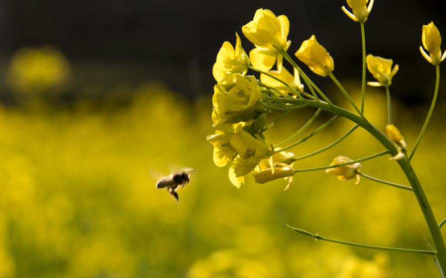 Fresh spring scenery brightens China