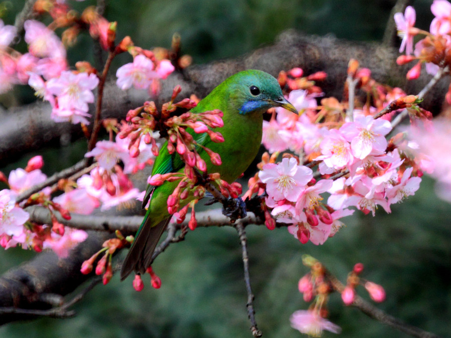 Birds and blossoms herald early spring in Hangzhou