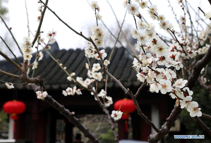 Blossoming plum in Shanghai's Xinzhuang Park attract visitors