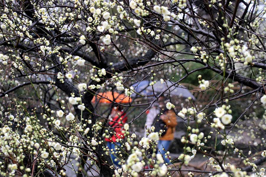 Plum blossoms create lively spring scenery in Suzhou