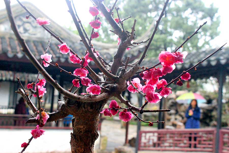 Plum blossoms create lively spring scenery in Suzhou