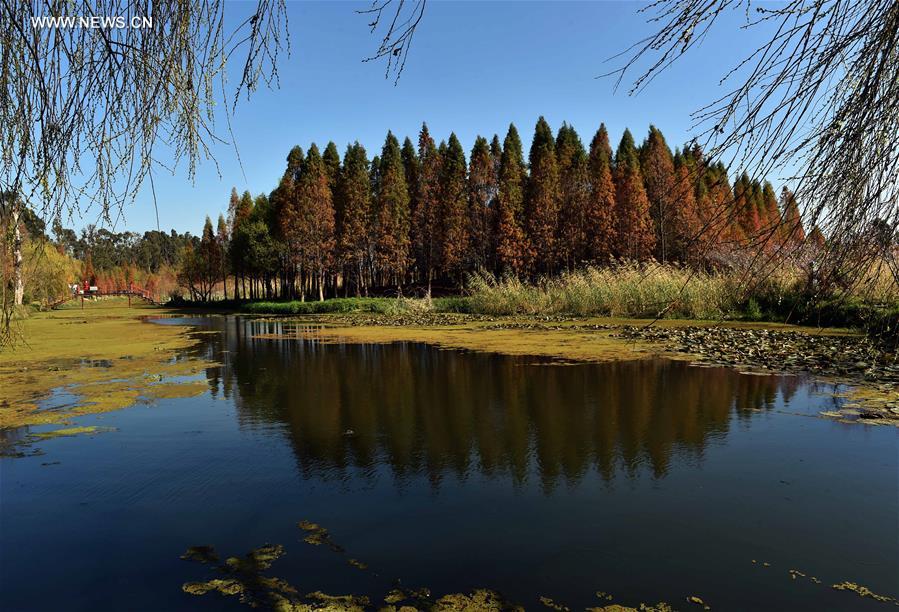 Scenery of wetland park at Dianchi Lake scenic area in China's Kunming