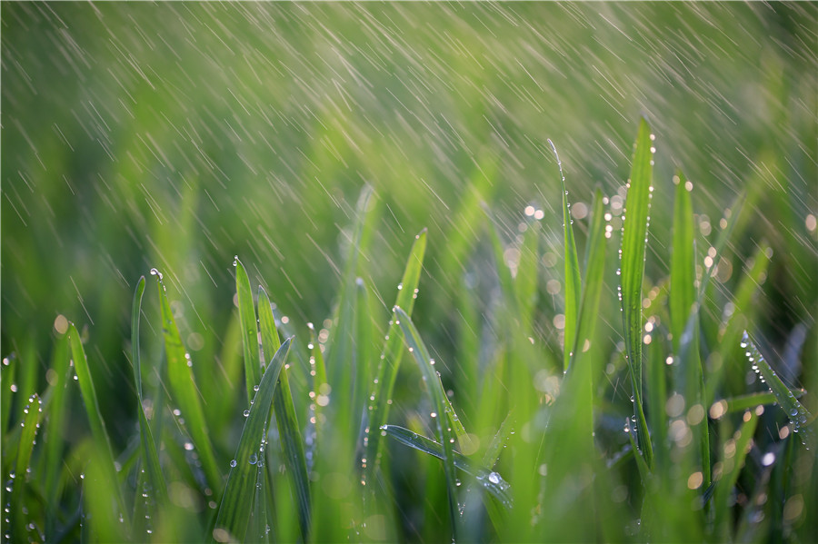 Spring returns to land as temperature rises