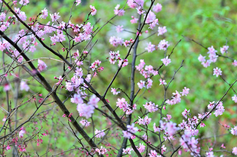 Cherry blossoms attract bees and tourists in Hunan