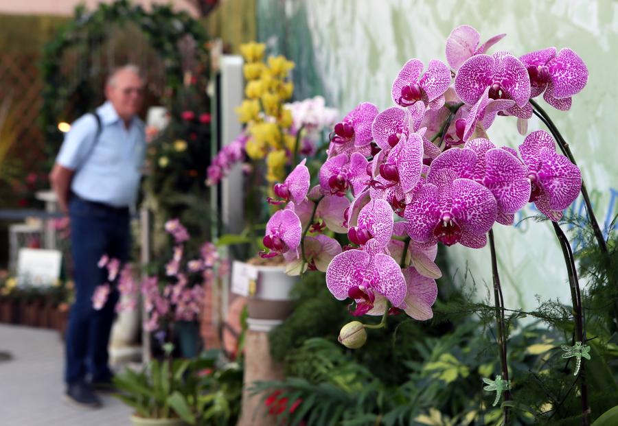 Orchid exhibition held in Hong Kong