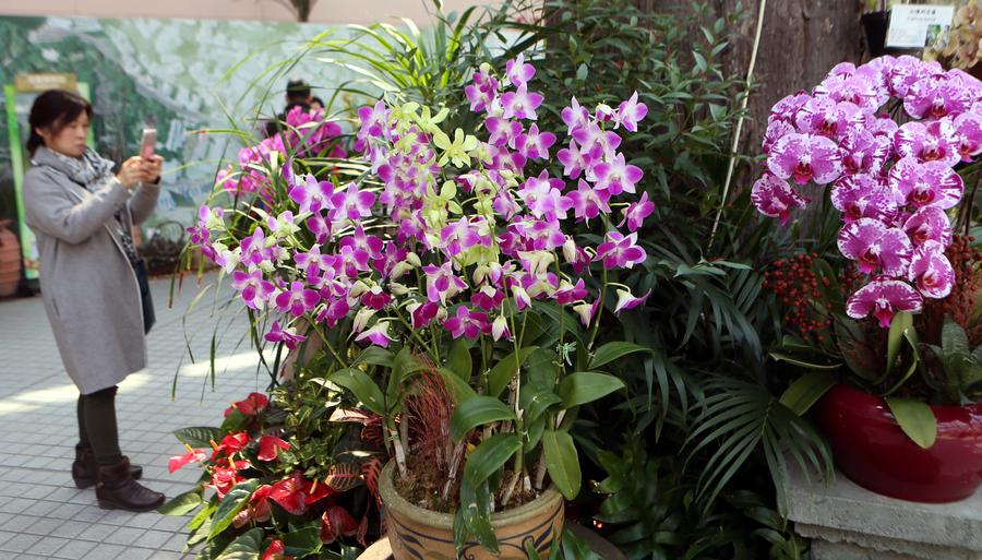 Orchid exhibition held in Hong Kong