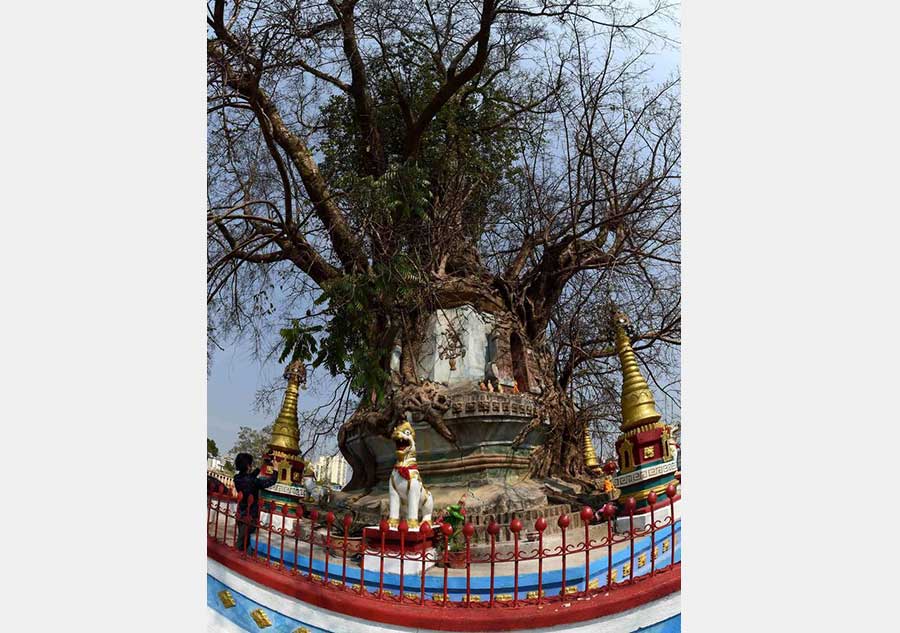 Pagoda entwined with banyan tree in Yunnan