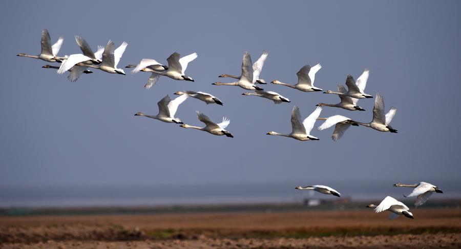 Migratory birds ready to fly north