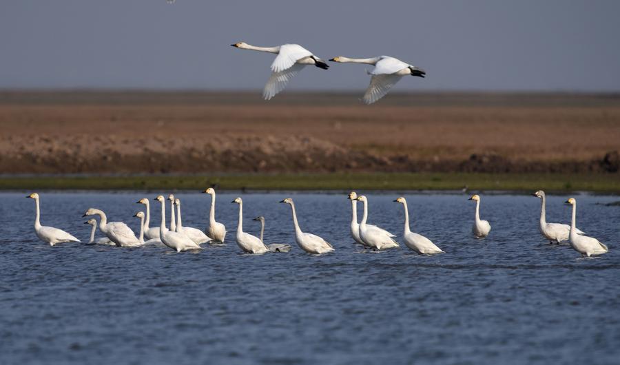 Migratory birds ready to fly north