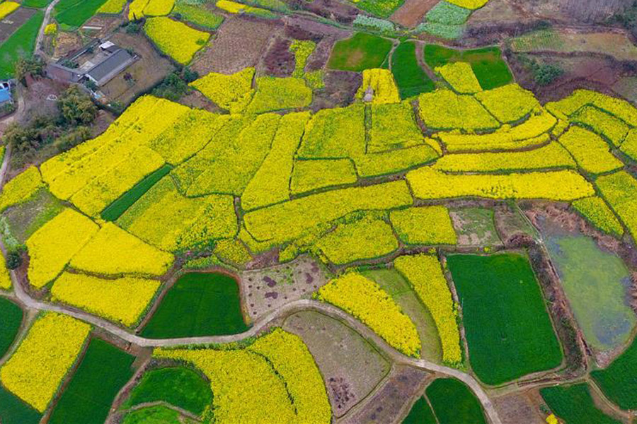 Aerial view of cole flowers in SW China's Sichuan