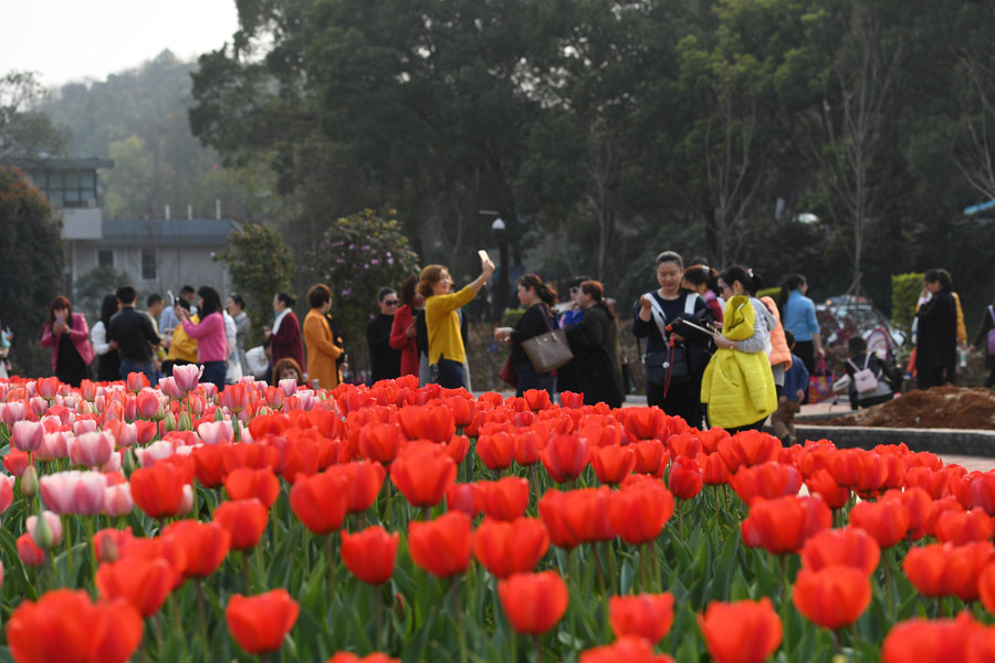 Massive rose-shaped tulip garden graces Changsha