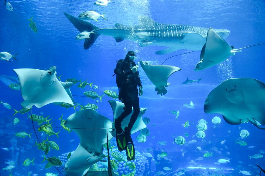 Tourists watch performance of diver feeding swimming rays in Zhuhai