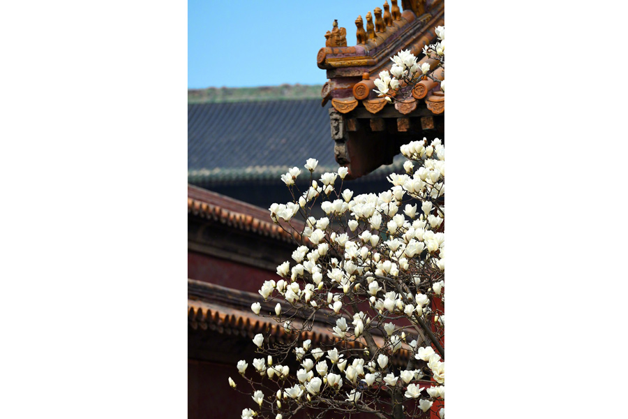 Magnolia flowers signal spring at Forbidden City