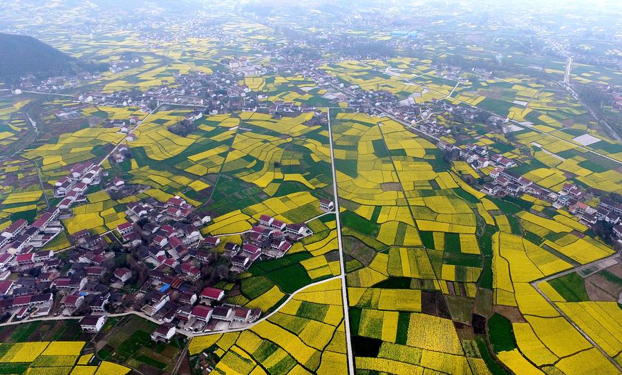 Golden farmland scenes in Hanzhong, Shaanxi province