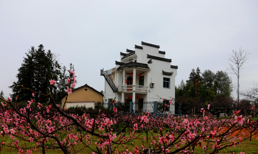 Vibrant peach blossom in East China