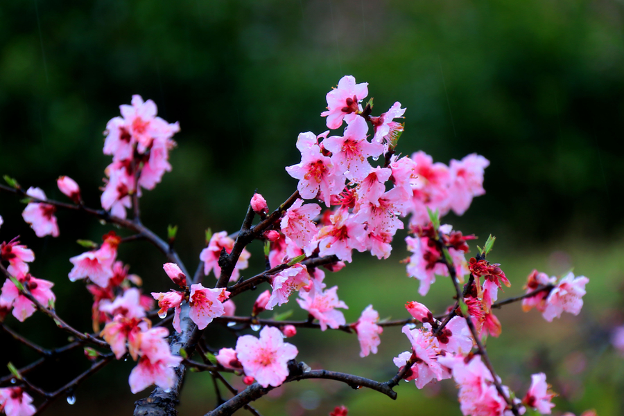 Vibrant peach blossom in East China