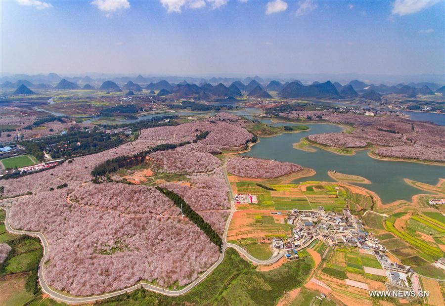 Cherry trees in full blossom attract numerous tourists in Guizhou