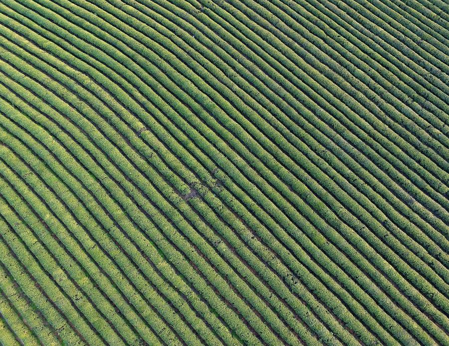 Aerial view of tea garden in Fenghuanggou scenic spot