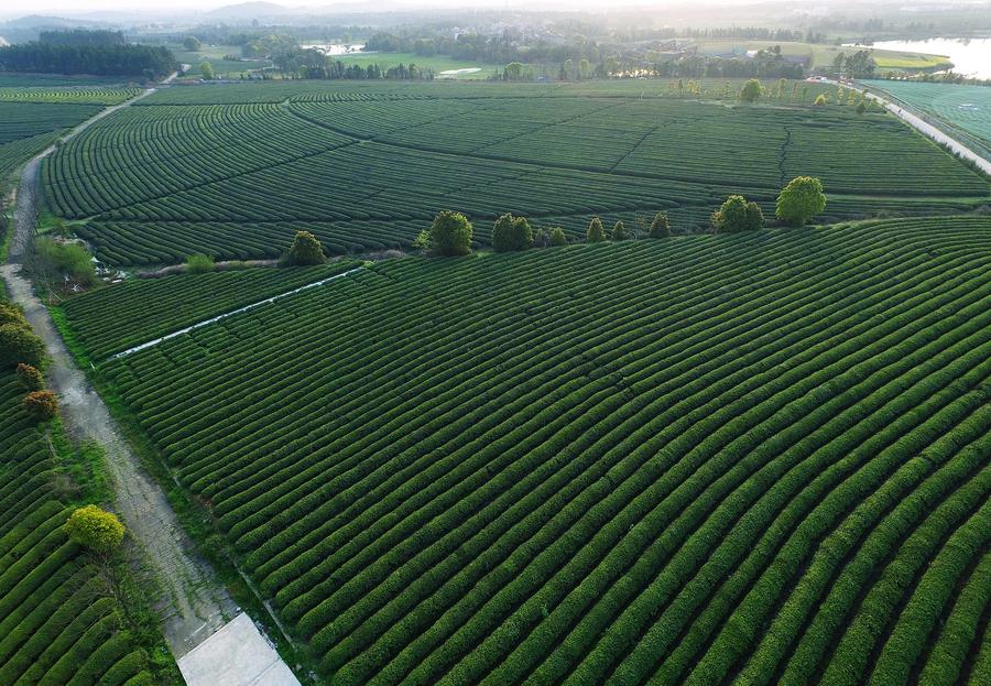 Aerial view of tea garden in Fenghuanggou scenic spot