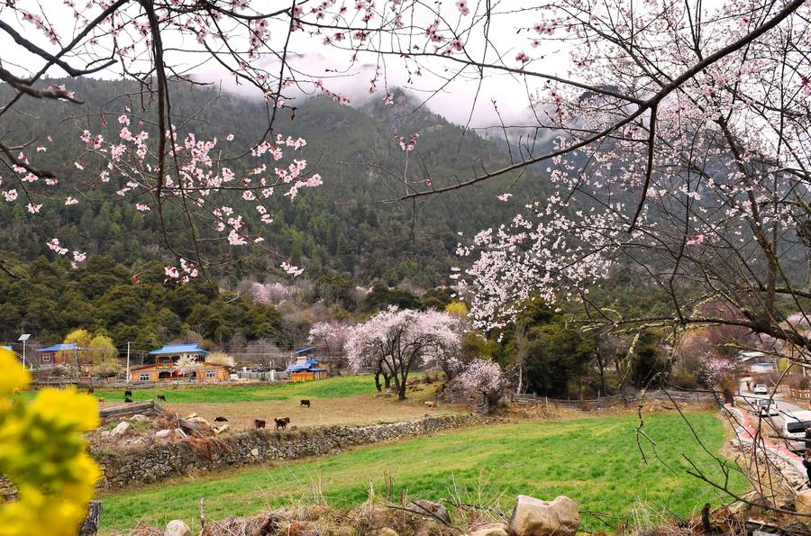 Peach blossoms pictured in front of snow mountain in Tibet
