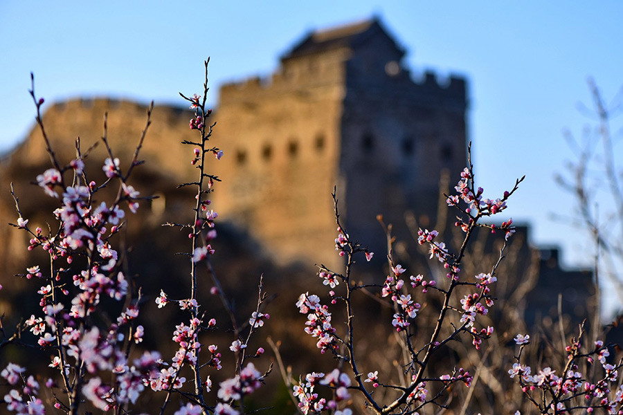 5th Jinshanling Apricot Flower Festival kicks off in Chengde