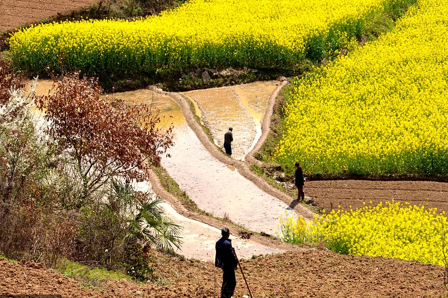 Sea of cole flowers fields bloom in Shaanxi province