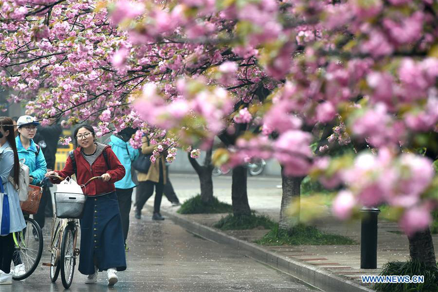 Tourists view cherry flowers in E China's Hefei
