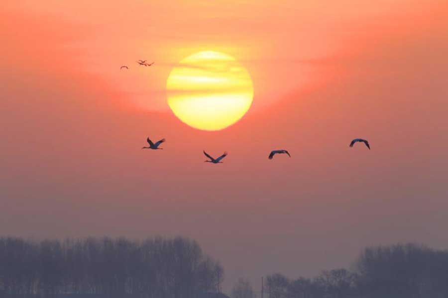 White cranes flock to Jilin to spend spring