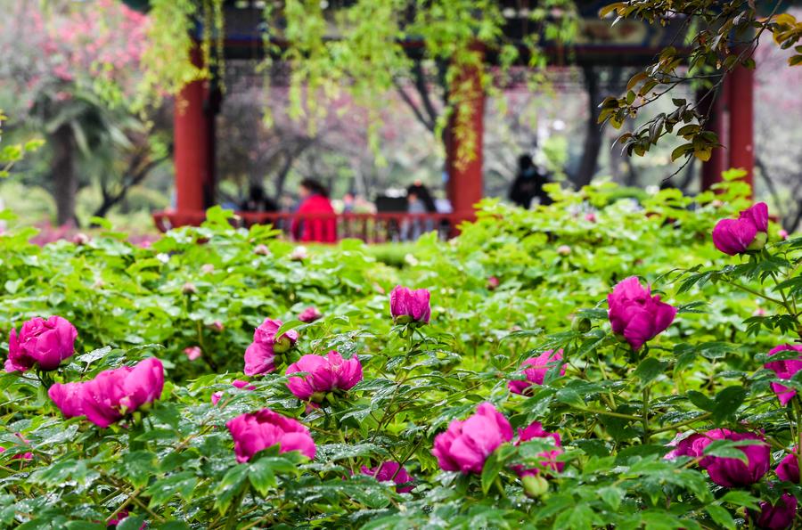 Peonies come into flourishing term in China's Luoyang