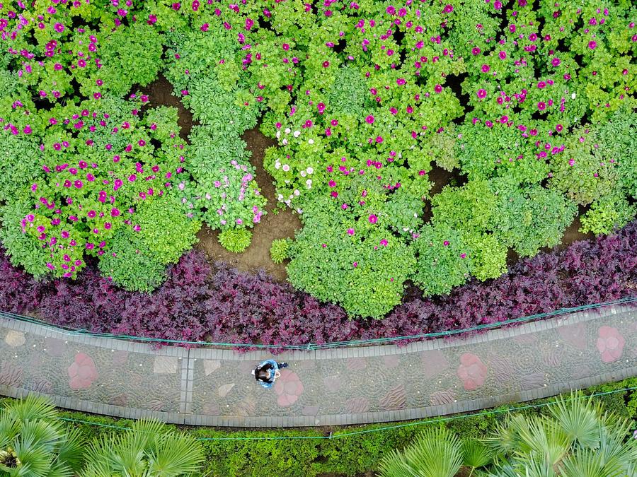 Peonies come into flourishing term in China's Luoyang