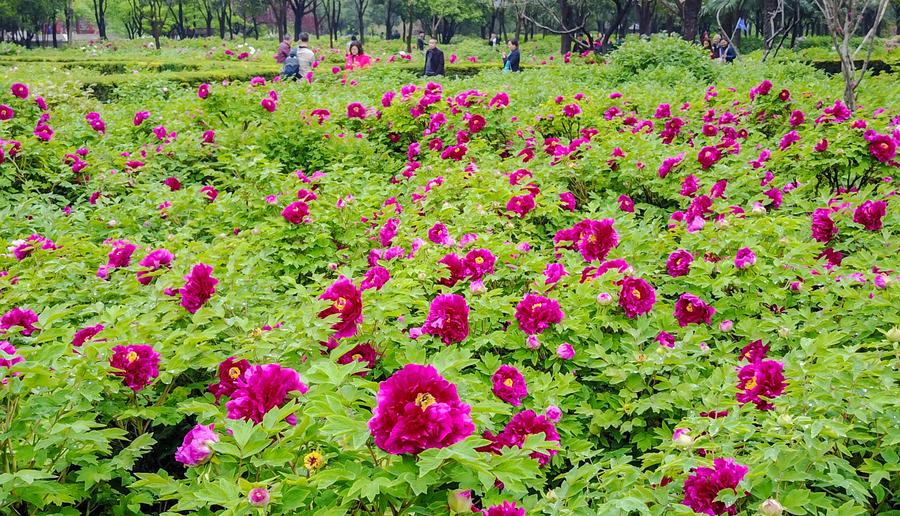 Peonies come into flourishing term in China's Luoyang