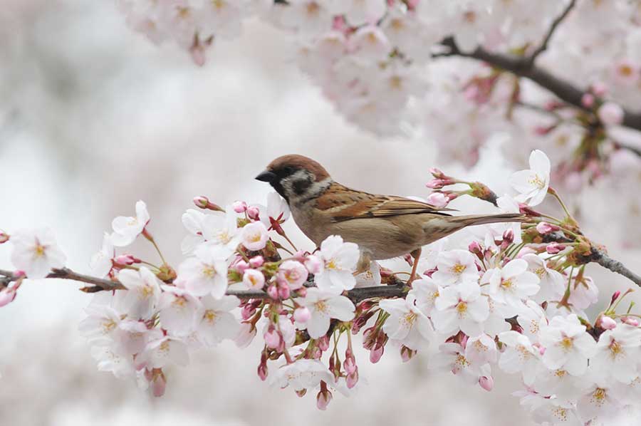 Cherry blossoms a big hit for birds in Qingdao city
