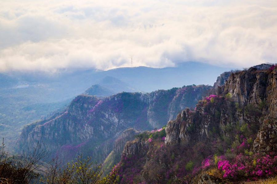 'Sea of flowers' attract tourists in Northeast China