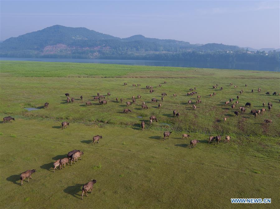 Scene of cattle moving across river attracts tourists in SW China