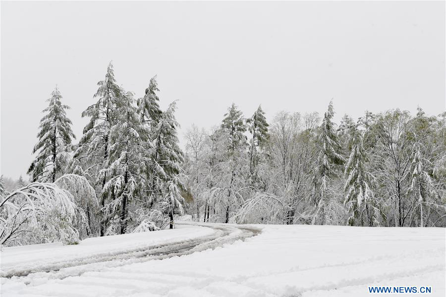 Snow scenery of forestry park in N China's Inner Mongolia