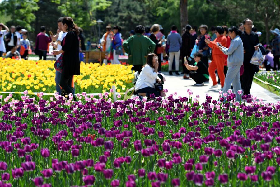 Tourists view tulip flowers in Northeast China
