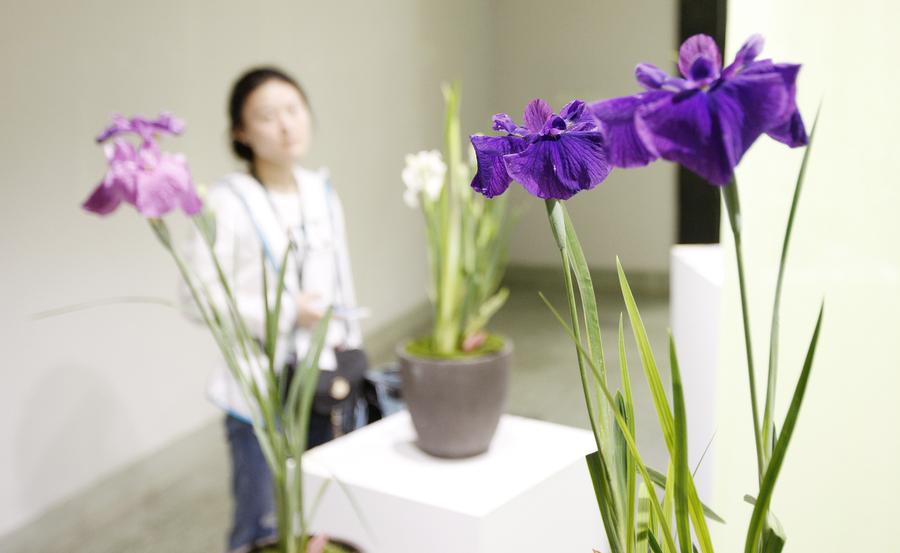 Iris ensata exhibited at Shanghai Botanical Garden